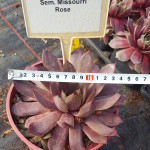 Sempervivum Missouri Rosse Rojnik