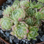 Sempervivum Miss Monica Rojnik