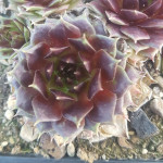 Sempervivum Minoo Rojnik