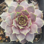 Sempervivum Minaret Rojnik