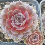 Sempervivum Mimi Rojnik