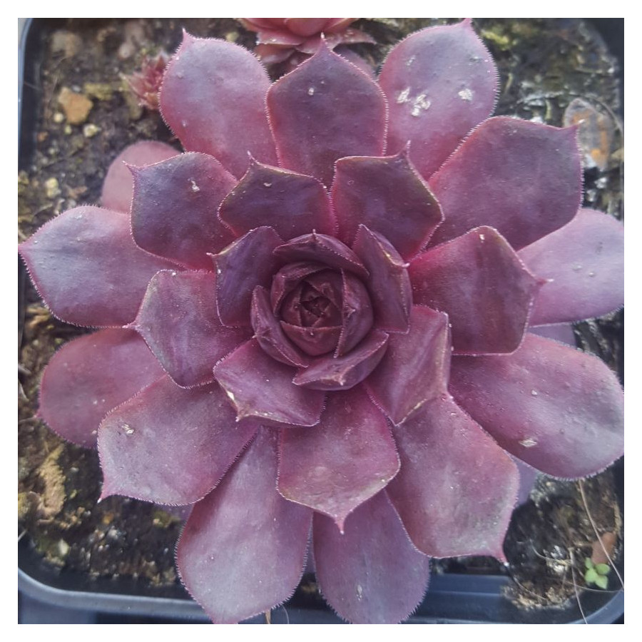 Sempervivum Mildred Rojnik