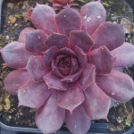 Sempervivum Mildred Rojnik