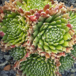 Sempervivum Mike Rojnik