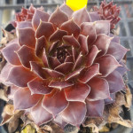 Sempervivum Meta Rojnik