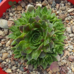 Sempervivum Merle Rojnik