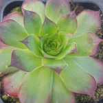 Sempervivum Merkur Rojnik