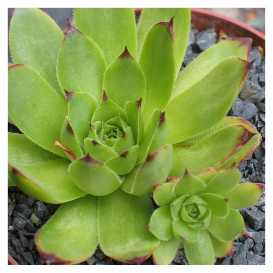 Sempervivum Merkur Rojnik