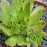 Sempervivum Merkur Rojnik