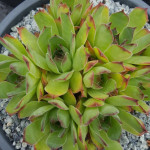 Sempervivum Merkur Rojnik