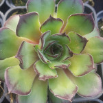 Sempervivum Melanie rojnik