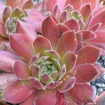 Sempervivum Meisse Rojnik