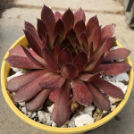 Sempervivum Max Rojnik