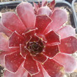 Sempervivum Mauna Rojnik