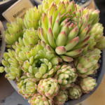 Sempervivum Matterhorn Rojnik