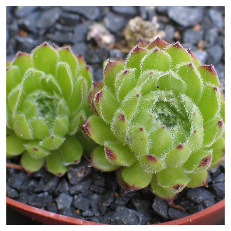 Sempervivum Mate Rojnik