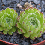 Sempervivum Mate Rojnik