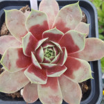 Sempervivum Mary Ann Rojnik