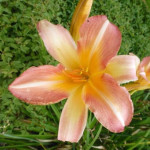 Hemerocallis Anna Warner...