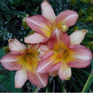 Hemerocallis Anna Warner...