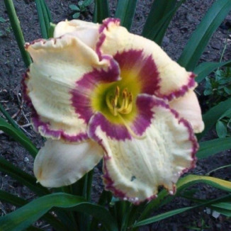 Hemerocallis Antique Linen Liliowiec