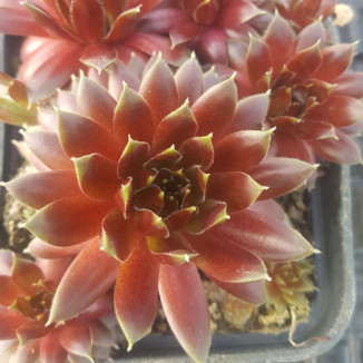 Sempervivum Mao Vint Toch...