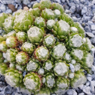 Sempervivum Manuro Rojnik