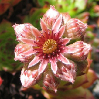 Sempervivum Manuel Rojnik