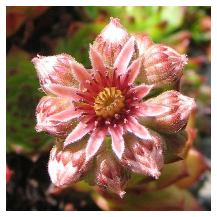 Sempervivum Manuel Rojnik