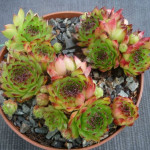 Sempervivum Manuel Rojnik