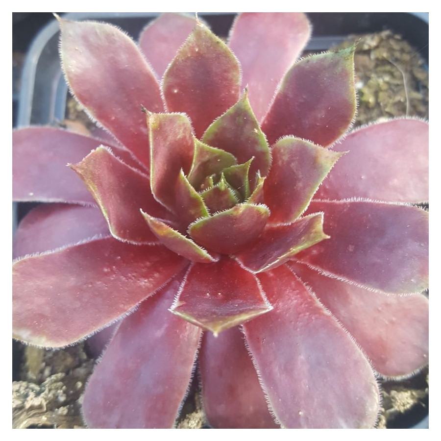 Sempervivum Malbys Rojnik