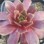 Sempervivum Malbys Rojnik