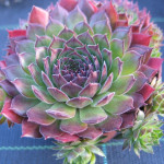 Sempervivum Malbys Rojnik