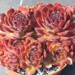 Sempervivum Malbys Rojnik