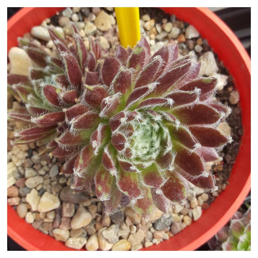 Sempervivum Majestic Rojnik