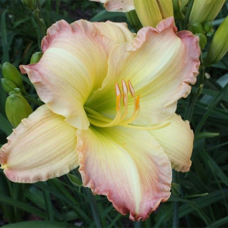 Hemerocallis Beautifull Edgings Liliowiec