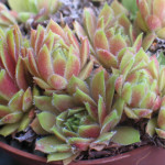 Sempervivum Magic Spell Rojnik