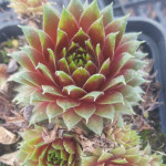 Sempervivum Magic Spell rojnik