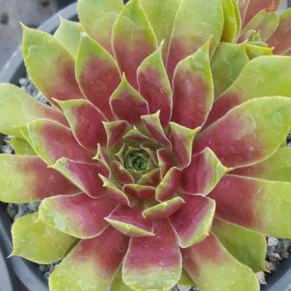 Sempervivum Magic Morning...