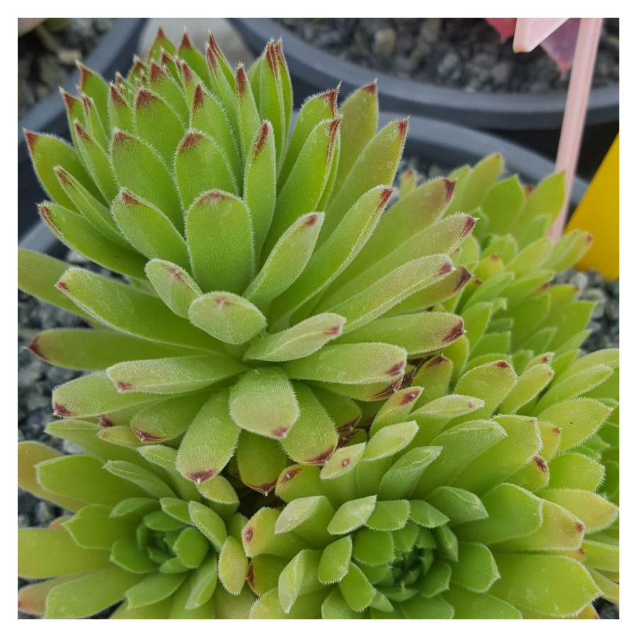 Sempervivum Lyra Rojnik