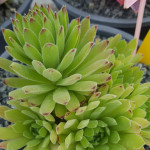 Sempervivum Lyra Rojnik