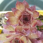 Sempervivum Luxury Lace Rojnik