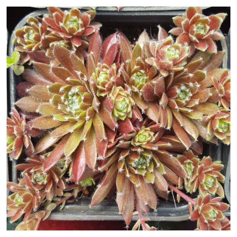 Sempervivum Lustrous Rojnik