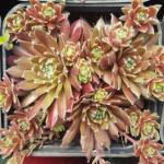 Sempervivum Lustrous Rojnik