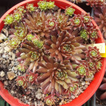 Sempervivum Lustrous Rojnik