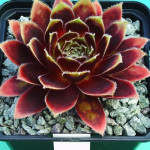 Sempervivum Lucy Liu Rojnik