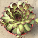 Sempervivum Lott Lott Rojnik