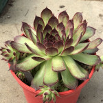 Sempervivum Lott Lott Rojnik