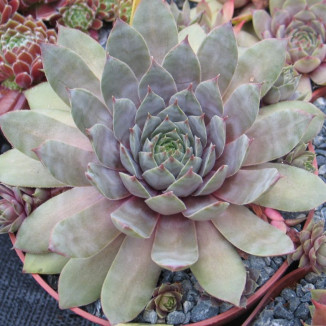 Sempervivum Lola Solist Rojnik