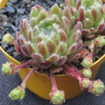 Sempervivum Lively Bug Rojnik